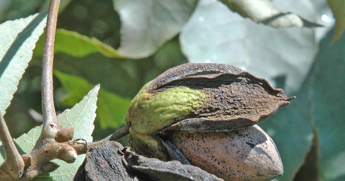 Northern Pecans Early ripening pecan cultivars splitting their shucks