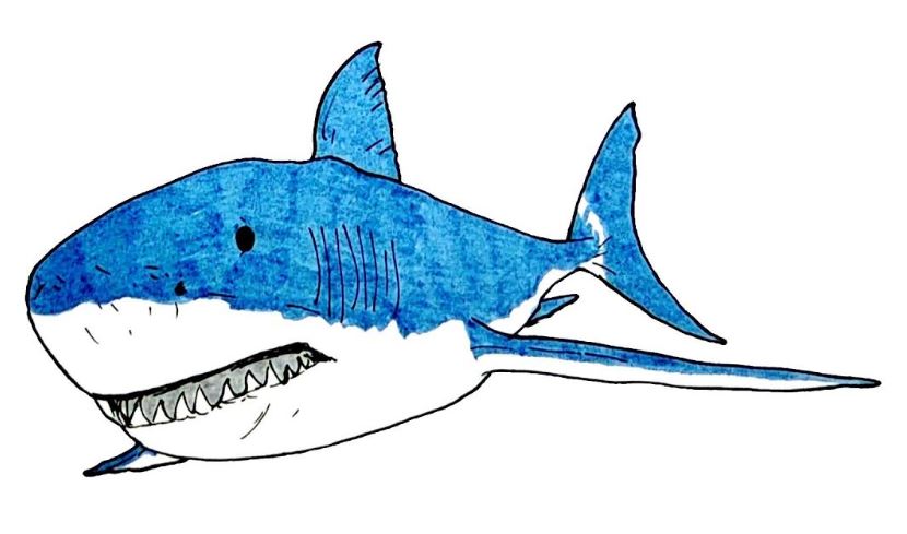 Gambar Mewarnai Ikan Hiu ~ Gambar Mewarnai Lucu