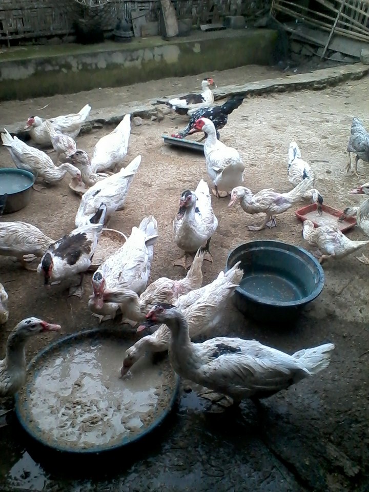 Peluang Sebuah Potensi Yang Bisa Kembangkan Dari Ternak Entok Melalui Rekayasa Pakan