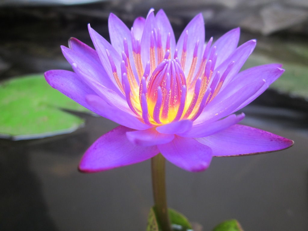 BLUE WATERLILLY (Nymphaea caerulea) KERALA NATURE AND AYURVEDA
