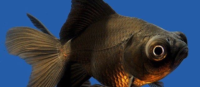 Mengenal Ikan Mas Koki Black Moor Secara Detail