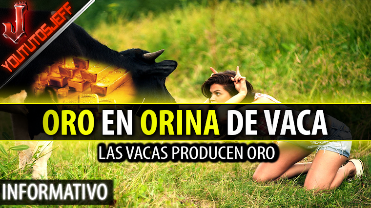 Encuentran ORO en orina de vaca | 2016