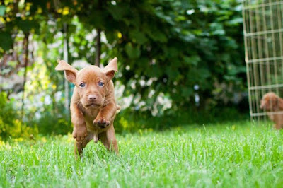 Http Dogtime Com Dog Breeds Vizsla Http Dogtime Com Dog Breeds Vizsla