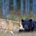 Μια σπάνια φιλία λύκου και αρκούδας
