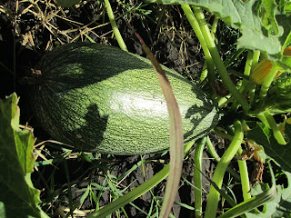 Huerta y zuchini