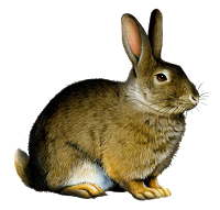 Coelho marrom png Coelho png