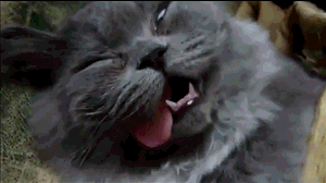 Total müde Katze schläft ein witzig - lustige Bilder und Texte
