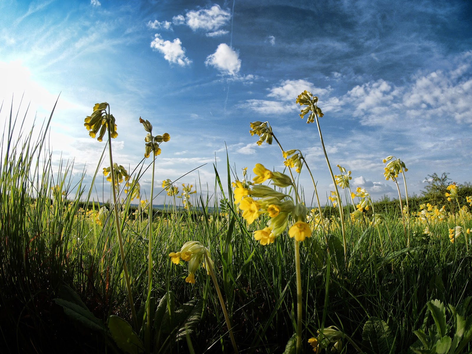 How to grow native wild primroses and polyanthus from seed Wild polyanthus growing in a field.