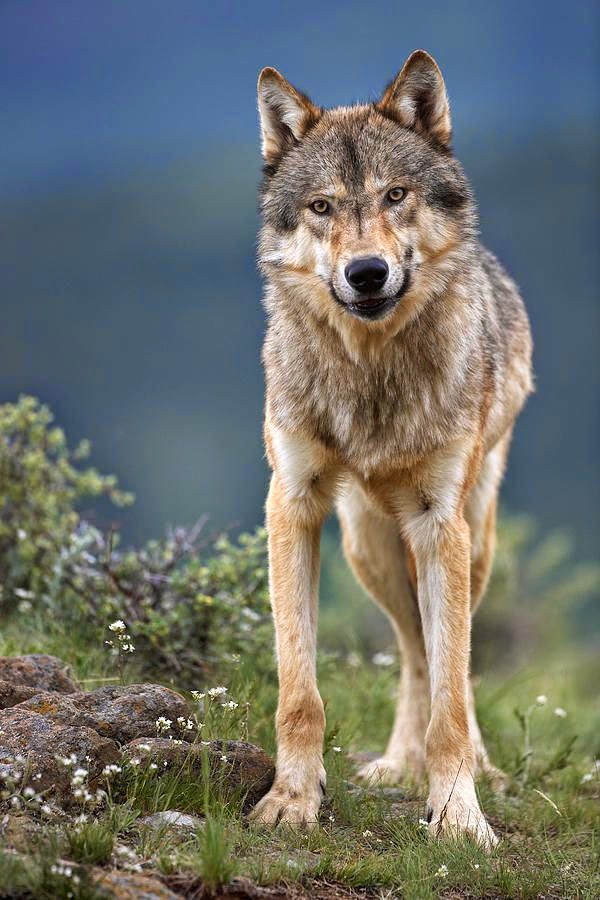 Birds And Animals: Gray Wolf, North America by Tim Fitzharris