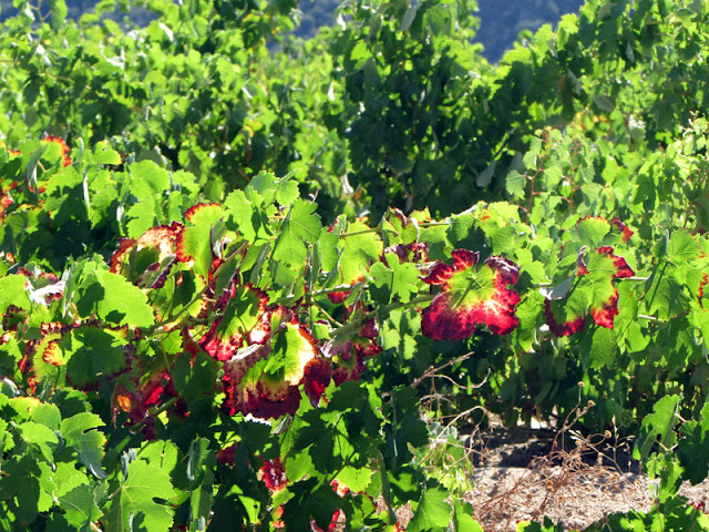 folhas da uva começando a ficar vermelha no verão
