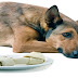 Ποια είναι τα συμπτώματα της αναιμίας στον σκύλο;