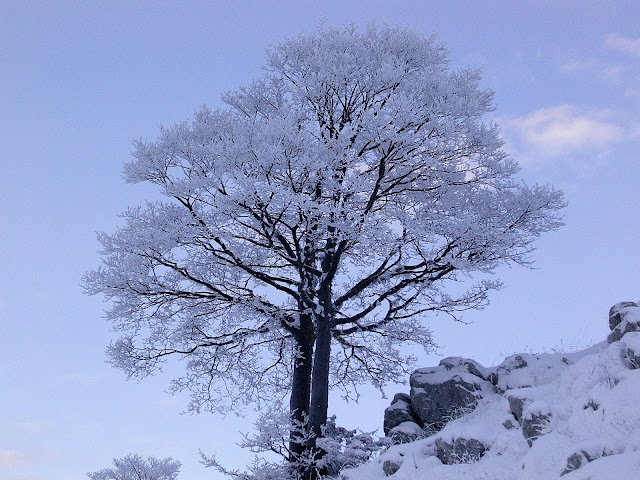 Faggio Innevato Abruzzo