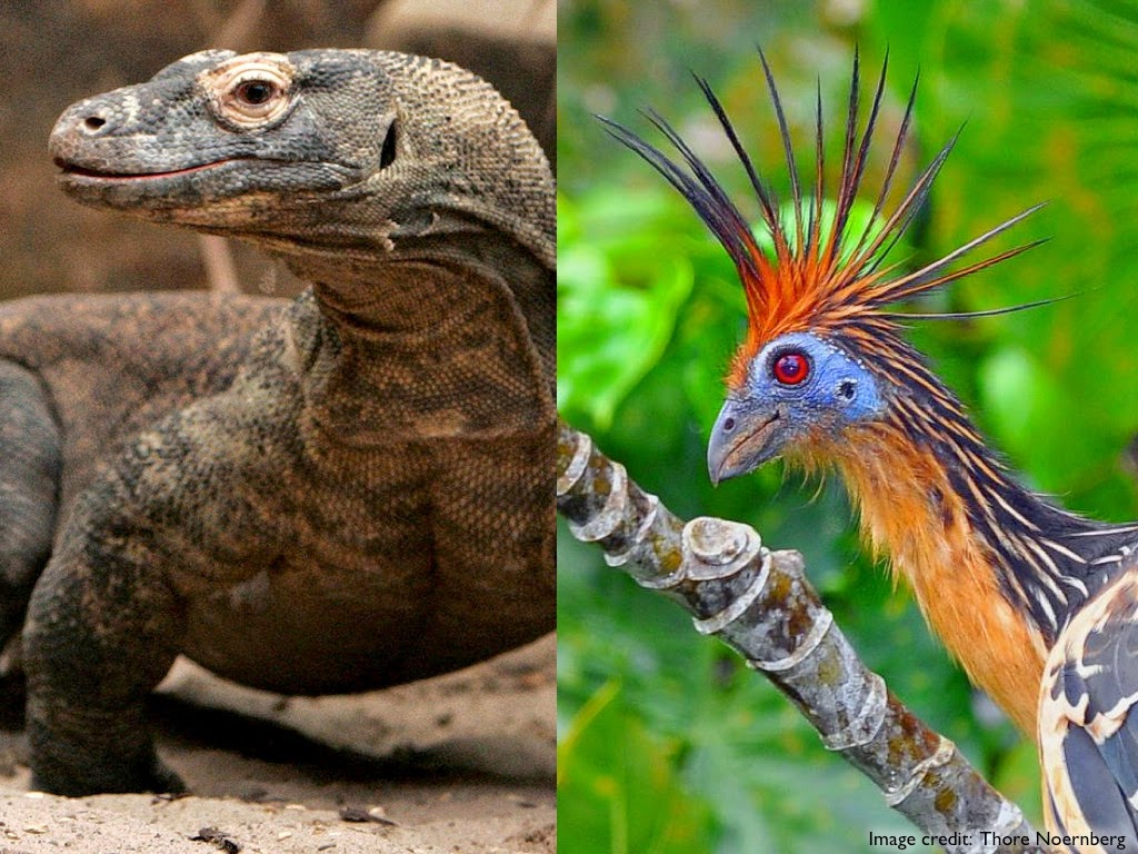 We Are Fishes A Chordate Blog Reptilia Sauropsida Diapsida Sauria 
