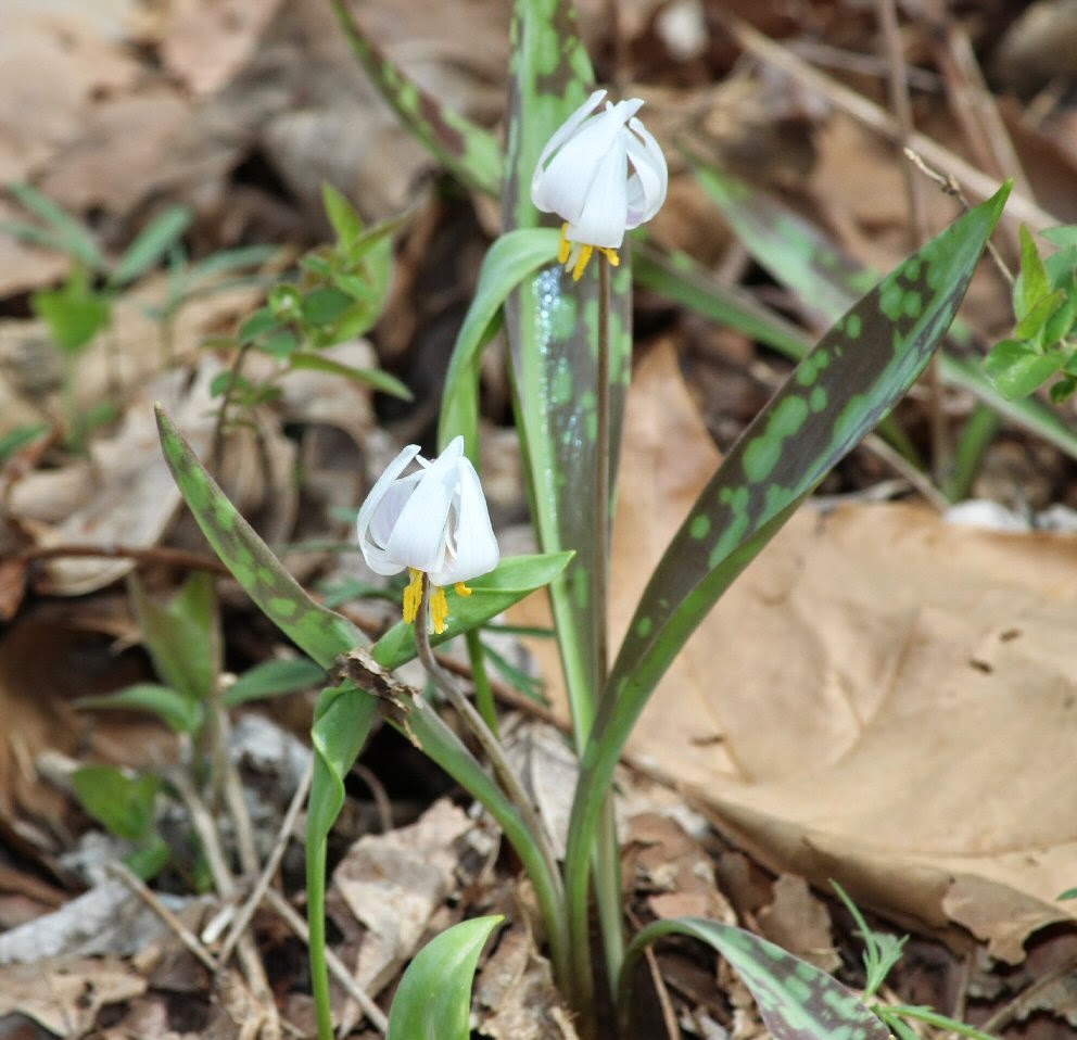 Pauline Persing Art, Writing,& Natural History White Trout Lily