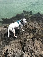 Dalmatian dog on rocks at the beach
