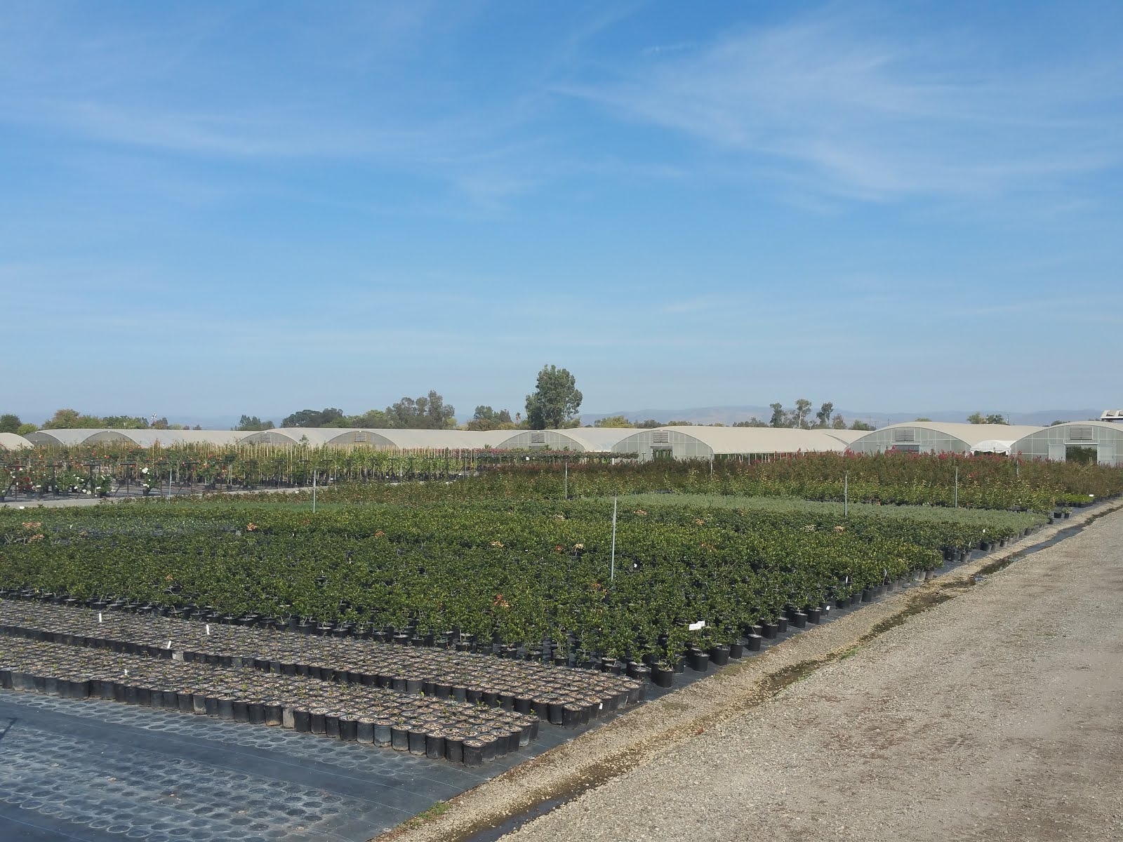 Western Tree Nursery Wholesale Only California Views of the Northern