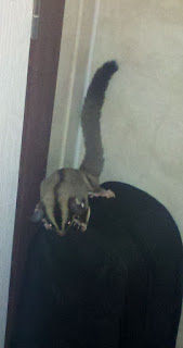 baby sugar glider, sugar glider, sugar gliders, exotic pet, exotic pets
