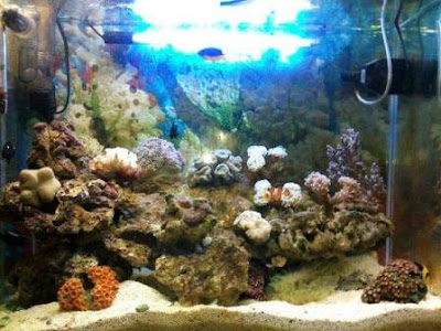62 Gambar Aquarium Air Laut Kekinian