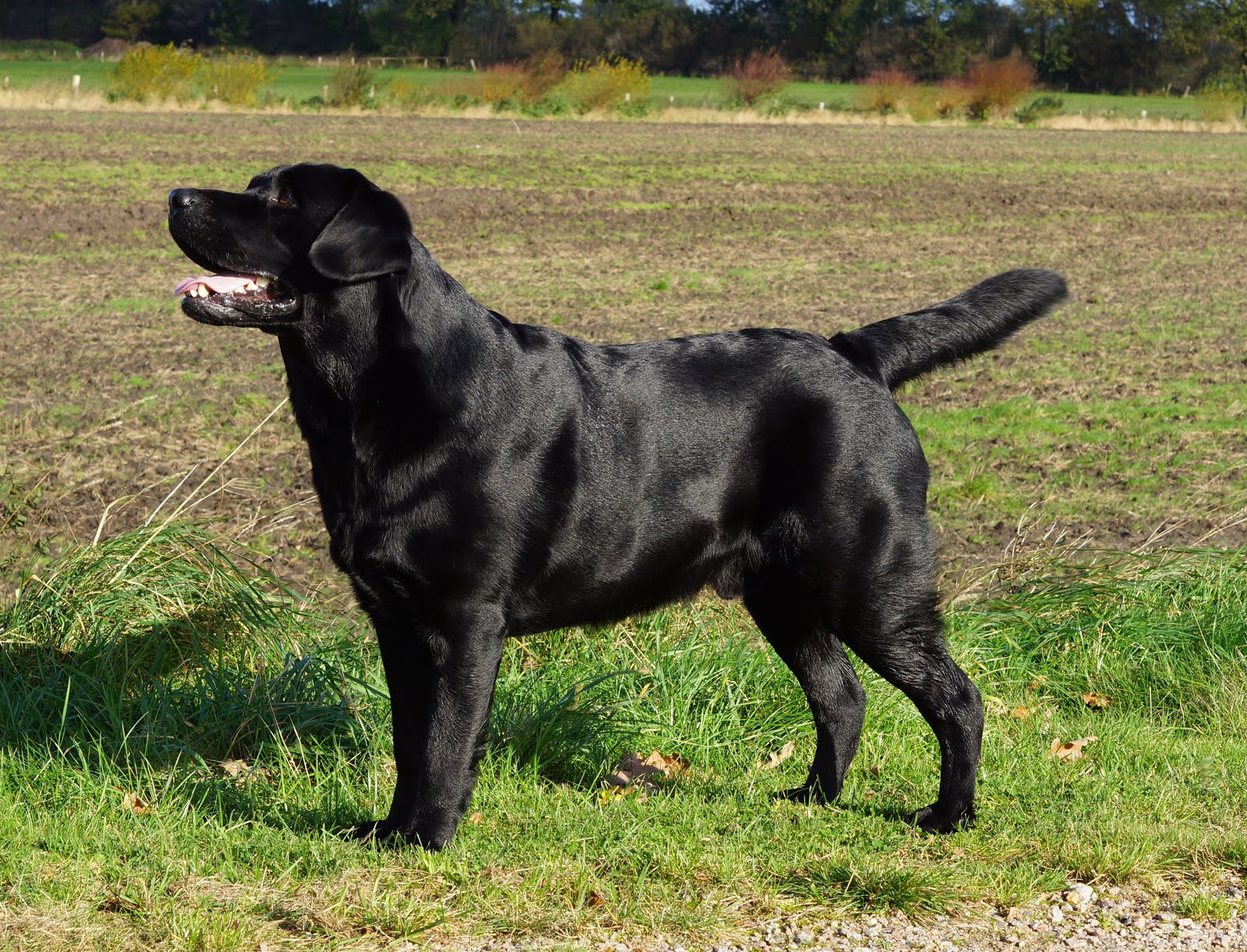 Bernitt Meadows Hastings - The dog with a blog! Mitglied im Labrador Club Deutschland LCD .