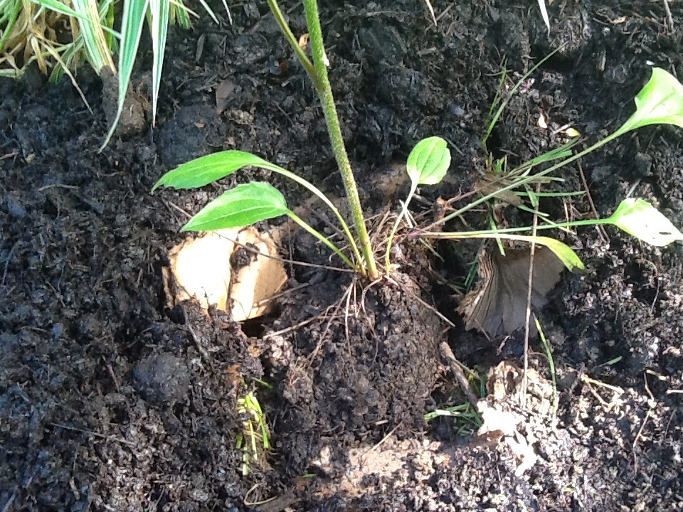 Daft Garden: Problem: Grass or weeds where you wanted your garden