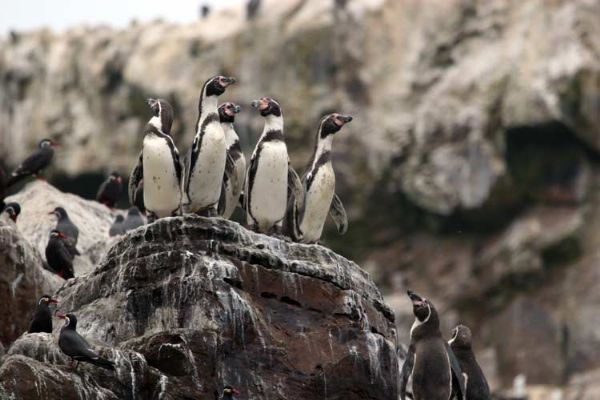 Info-Junction Blog: Humboldt Penguin