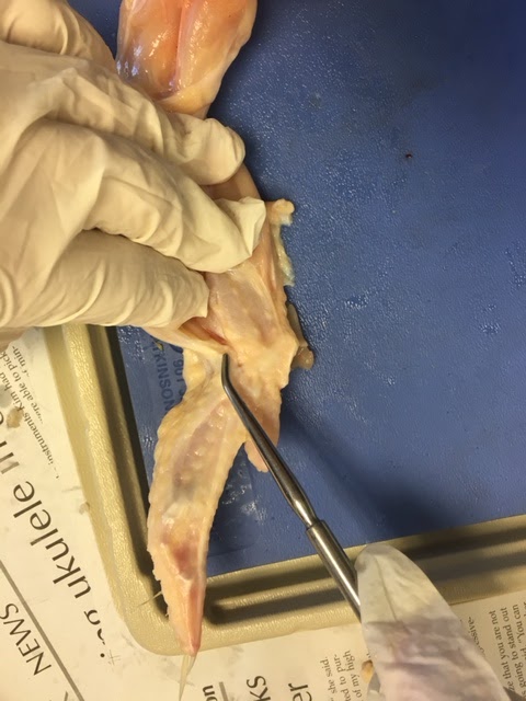 Anatomy and Physiology: Chicken Muscle Dissection Analysis