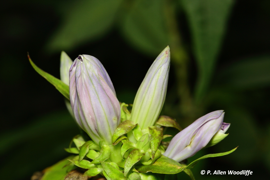 Nature Nuggets One of the rarest plants in Canada