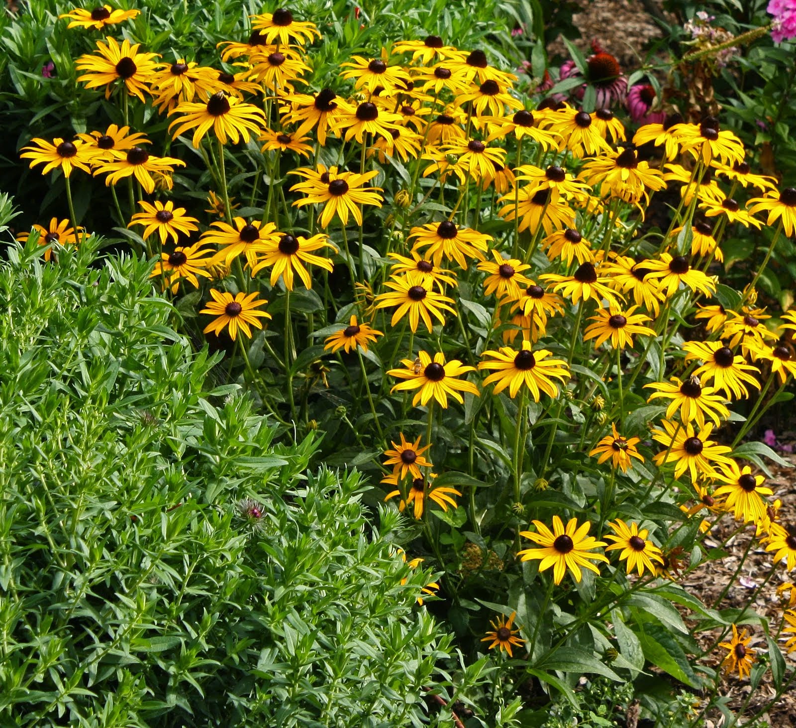 Vintage Country Style 10 Plants To Deter Deer