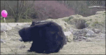 Funny animal gifs - part 224, funny gif of animals, best gif of animals, funny gif