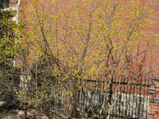 spring cornellian cherry shrubs by garden muses: a Toronto gardening blog