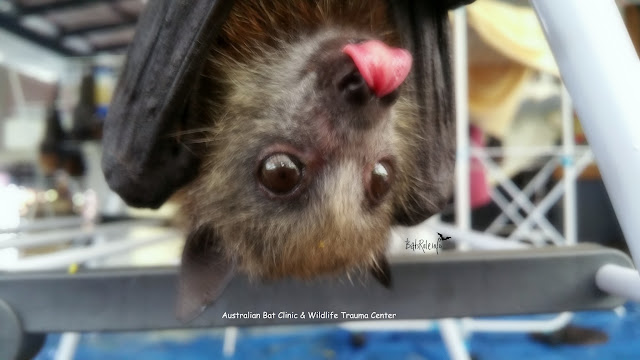 Rehab | Megabat babies grey-headed from mums leaving babies