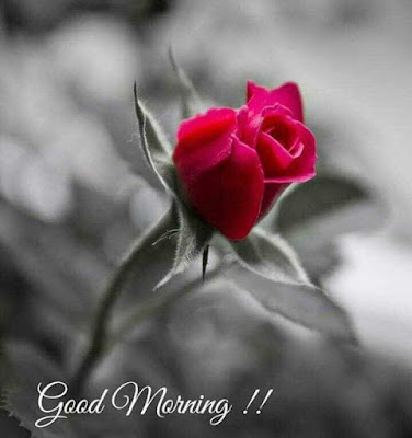 GOOD MORNING GOOD MORNING