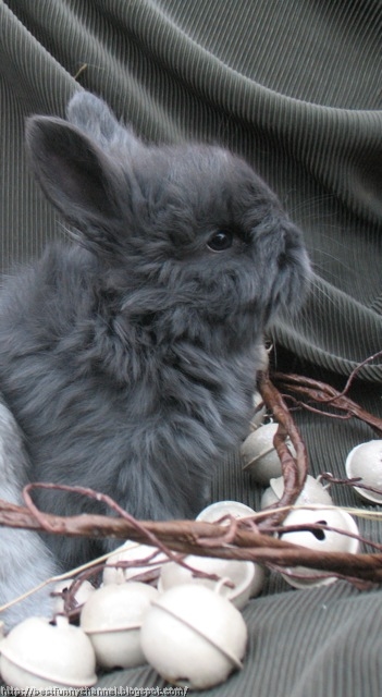 Nice gray bunny.