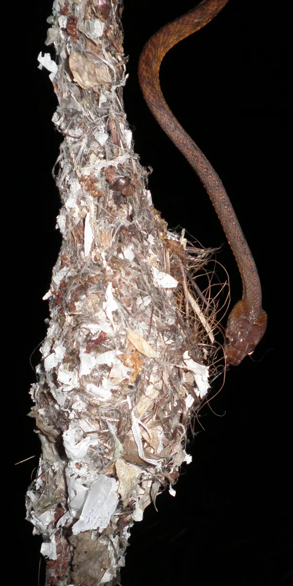 Brown tree snake (Boiga irregularis), entering a sunbird nest