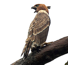 Blyth's Hawk Eagle_2011