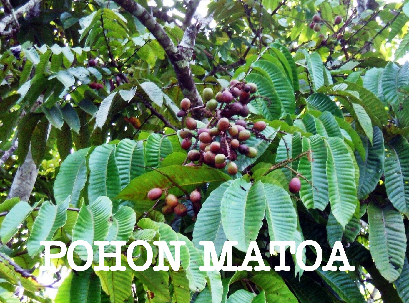 Jenis atau Ciri Flora Asiatis dan Australis di Indonesia Jenis atau Ciri Flora Asiatis dan Australis di Indonesia