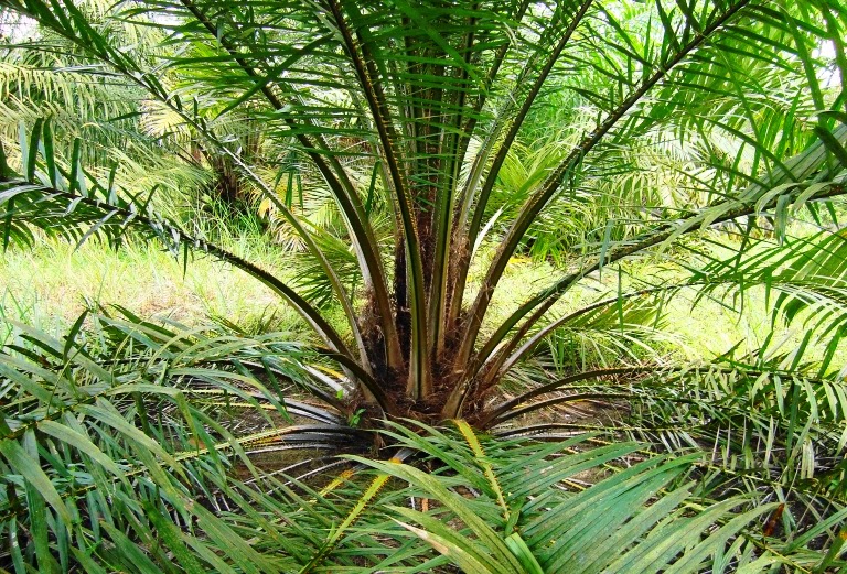 В какой природной зоне растет пальма. Масличная Пальма природная зона. Масличная Пальма. Масличная Пальма в какой природной зоне обитает.