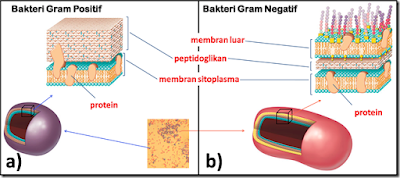 Metode Pewarnaan Gram pada Pengamatan Sel Bakteri - Salty Light