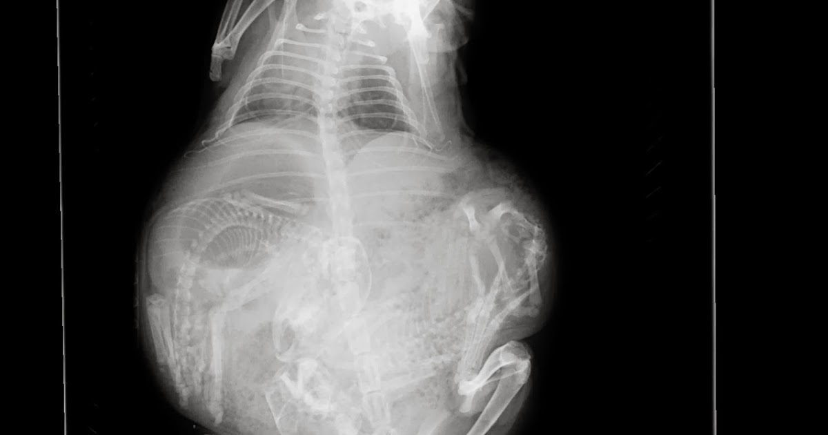 small-animal-talk-guinea-pig-pregnancy