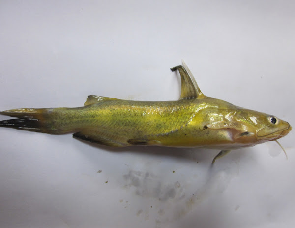 tachysurus fulvidraco, korean bullhead, yellowhead catfish, about yellowhead catfish, yellowhead catfish appearance, yellowhead catfish breeding, yellowhead catfish care, caring yellowhead catfish, yellowhead catfish color, yellowhead catfish characteristics, yellowhead catfish eggs, yellowhead catfish facts, yellowhead catfish farms, yellowhead catfish farming, yellowhead catfish history, yellowhead catfish info, yellowhead catfish images, yellowhead catfish origin, yellowhead catfish photos, yellowhead catfish pictures, yellowhead catfish rarity, raising yellowhead catfish, yellowhead catfish rearing, yellowhead catfish size, yellowhead catfish uses, yellowhead catfish varieties, yellowhead catfish weight