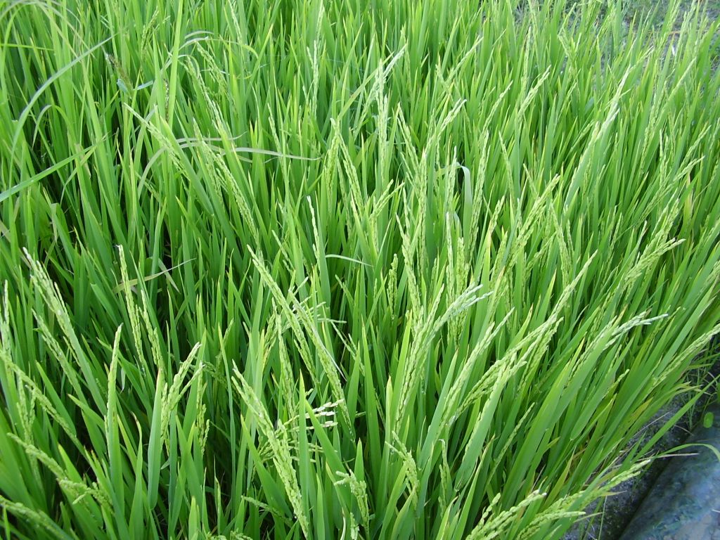 Rice planting diary In Between