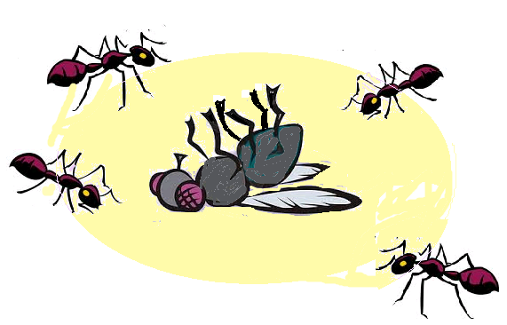 Seekor lalat sedang duduk di daun