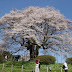 醍醐桜見頃