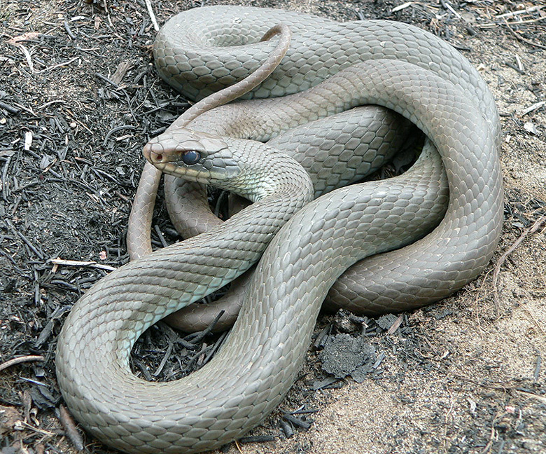 Snakes Blue Racer Snakes