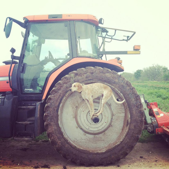 Maddie on tractor wheel