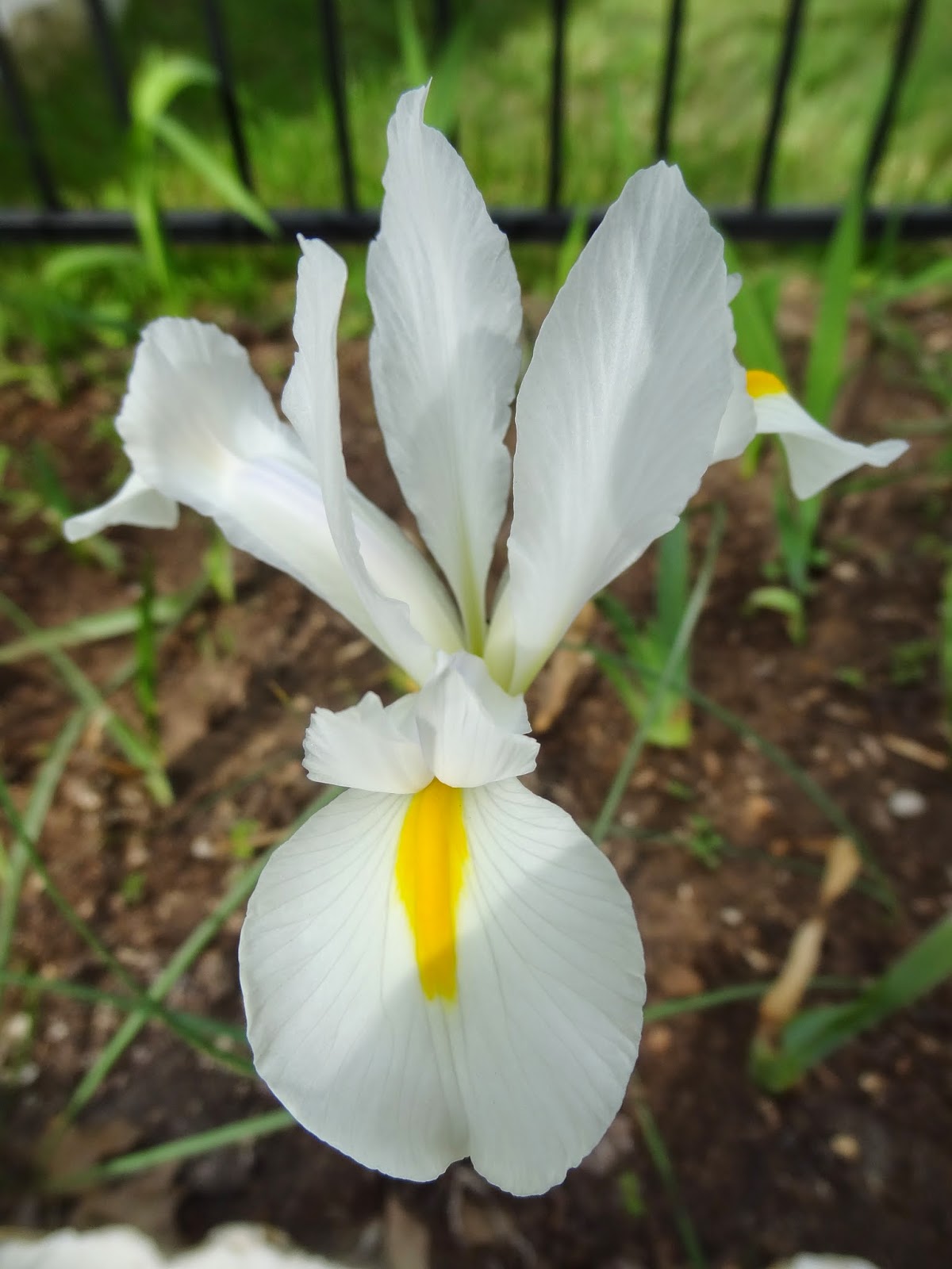 Rebecca's Texas Garden Dutch Iris and Daffodils
