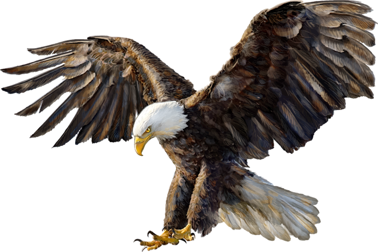 Imagens PNG Águias (Eagles PNG) | Imagens para photoshop