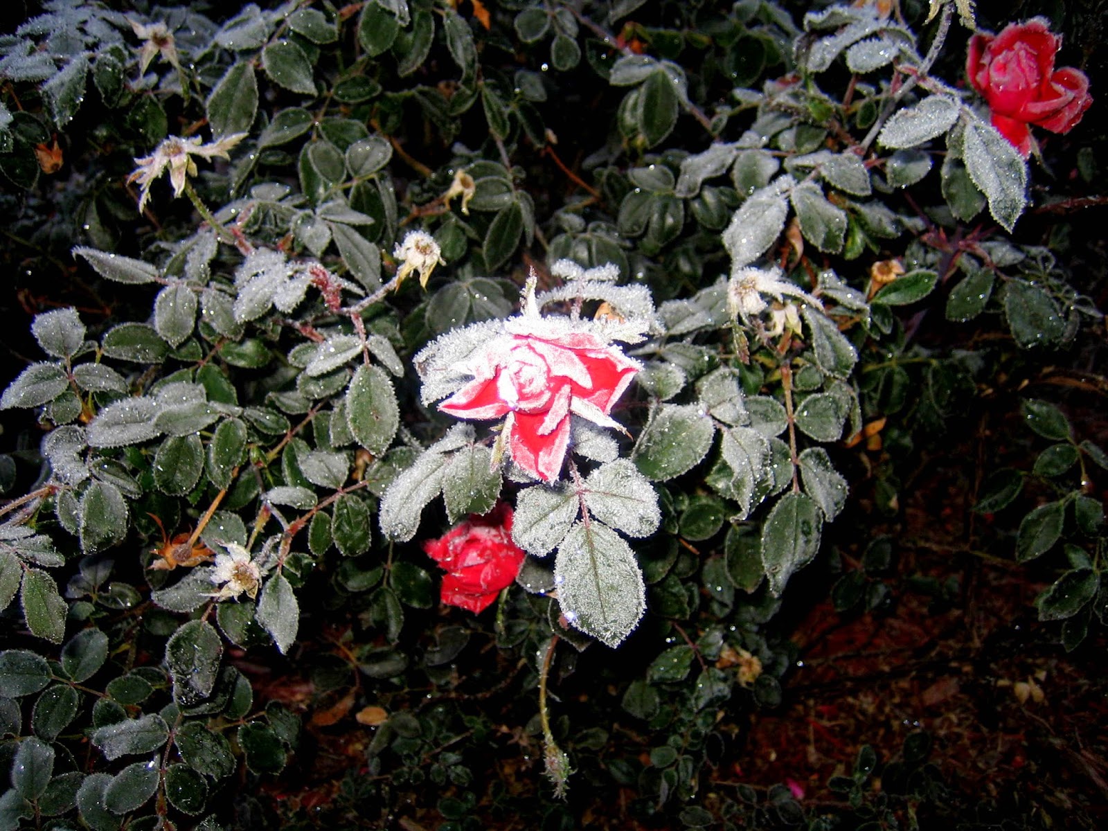 Alabama Rose and Flower Garden from a Non-Green Thumb: November 2014