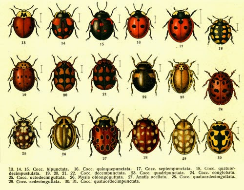 The Insect World: Biodiversity Resource