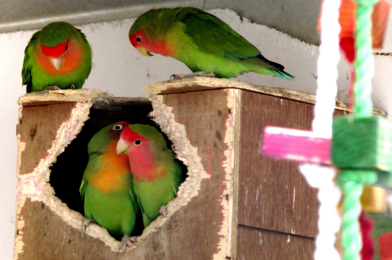 Beberapa Cara Mengatasi Lovebird Tidak Mau Kawin Cara